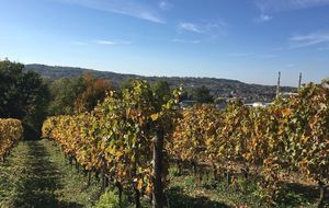 Vignoble au dessus de Lagnieu le 17 octobre