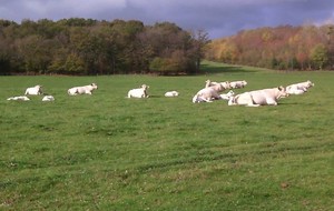 Nurserie en Dombes le 22 octobre. Les petits veaux sont dans les champs !